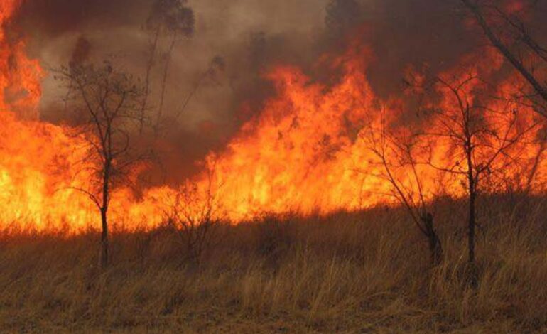  VELD FIRES: AN ALARMING SAFETY SITUATION IN ZIMBABWE