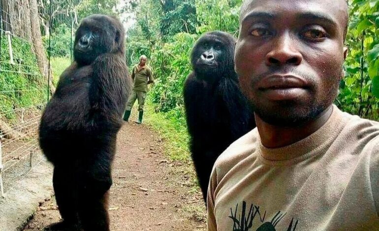  GORILLA THAT PHOTOBOMBED SELFIE IN 2019 DIES AT 14