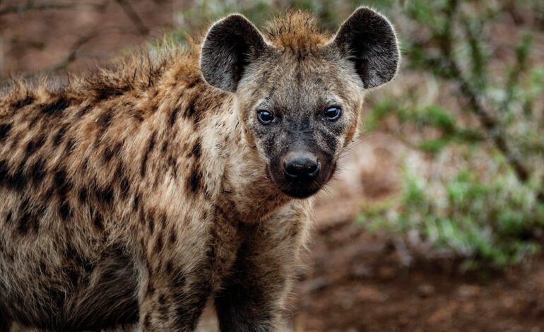  KENYA: HYENAS KILL TWO PEOPLE NEAR NAIROBI CAPITAL