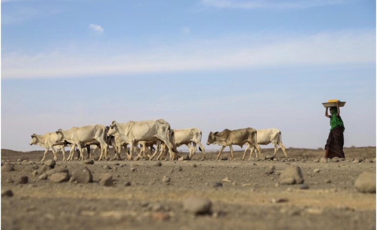  13 MILLION FACING SEVERE HUNGER IN THE HORN OF AFRICA – WFP