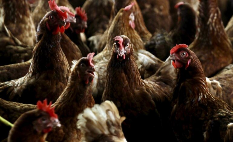  CAMEROON KILLS BIRDS, CONSTRUCTS A BARRIER TO PREVENT BIRD FLU SPREAD