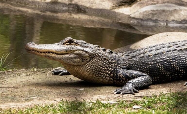  MEXICAN MAYOR MARRIES ALIGATOR BRIDE