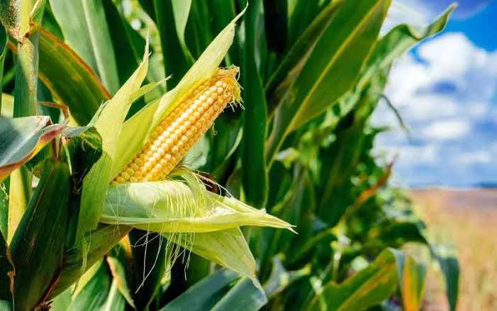  KENYA OKAYS GENETICALLY MODIFIED FOODS, UNLOCKS BILLIONS