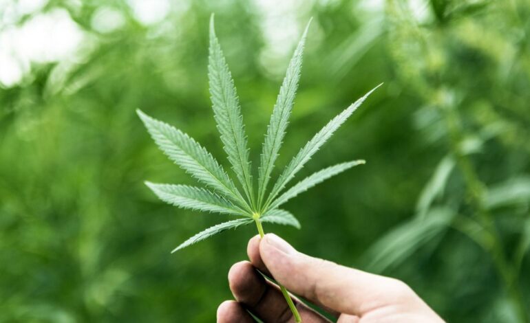  GERMANY HAS ANNOUNCED PLANS TO LEGALIZE CANNABIS FOR RECREATIONAL USE
