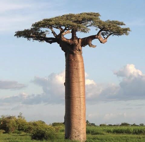  KENYA BANS ‘BIOPIRACY’ OF ITS COASTAL BAOBAB TREES