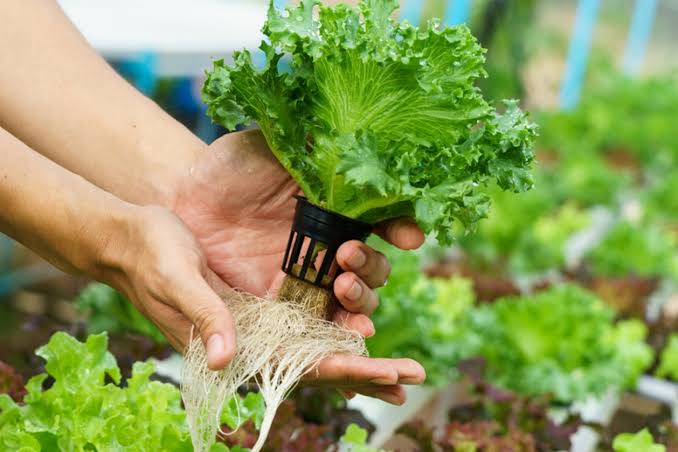  AEROPONICS: PLANTING CROPS WITHOUT SOIL IS MAKING FARMERS WEALTHIER