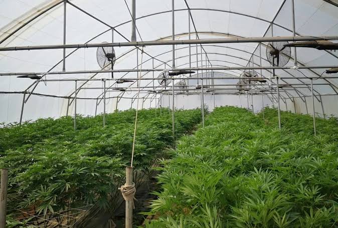  AFRICA’S 1ST CANNABIS ACADEMY AIMS TO DISPEL MARIJUANA STIGMA