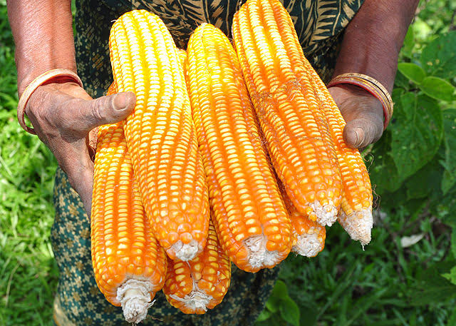  KENYA- SH500 MILLION TO BE SPENT ON SUGAR REFORMS, COTTON GINNERIES