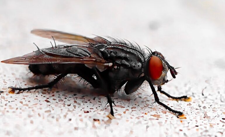 HEALTH HAZARD LOOMS: BILLIONS OF FLIES ENGULF SUDAN’S MAJOR CITY