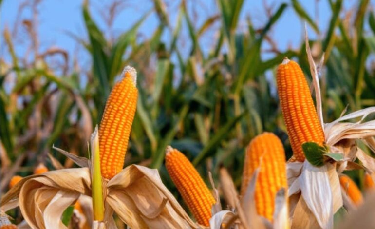 MALAWI PRIORITISES FOOD SECURITY WITH NATIONWIDE MAIZE EXPORT BAN