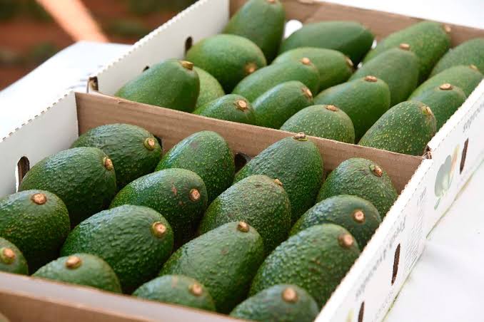 MOROCCO LEAPFROGS KENYA TO BECOME AFRICA’S AVOCADO EXPORT CHAMPION
