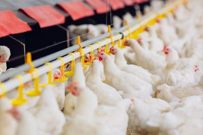 ZIMBABWE PROBES CLAIMS FARMERS ARE FEEDING HIV DRUGS TO CHICKENS 