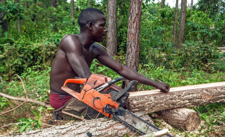 WHEN THE TREES COME DOWN: KENYA’S COMPLICATED RELATIONSHIP WITH ITS FORESTS