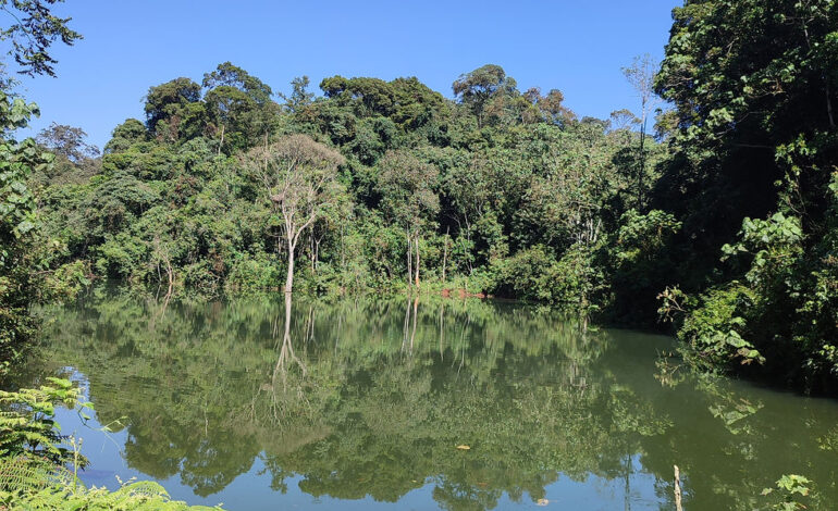 THE FOREST IS MORE THAN TREES