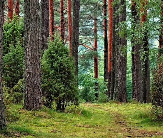 WHAT IS A FOREST WORTH?