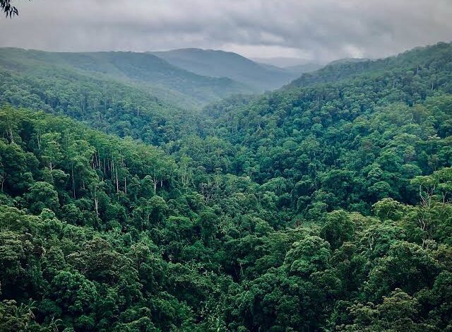 THE PEOPLE WHO LIVE IN THE FOREST